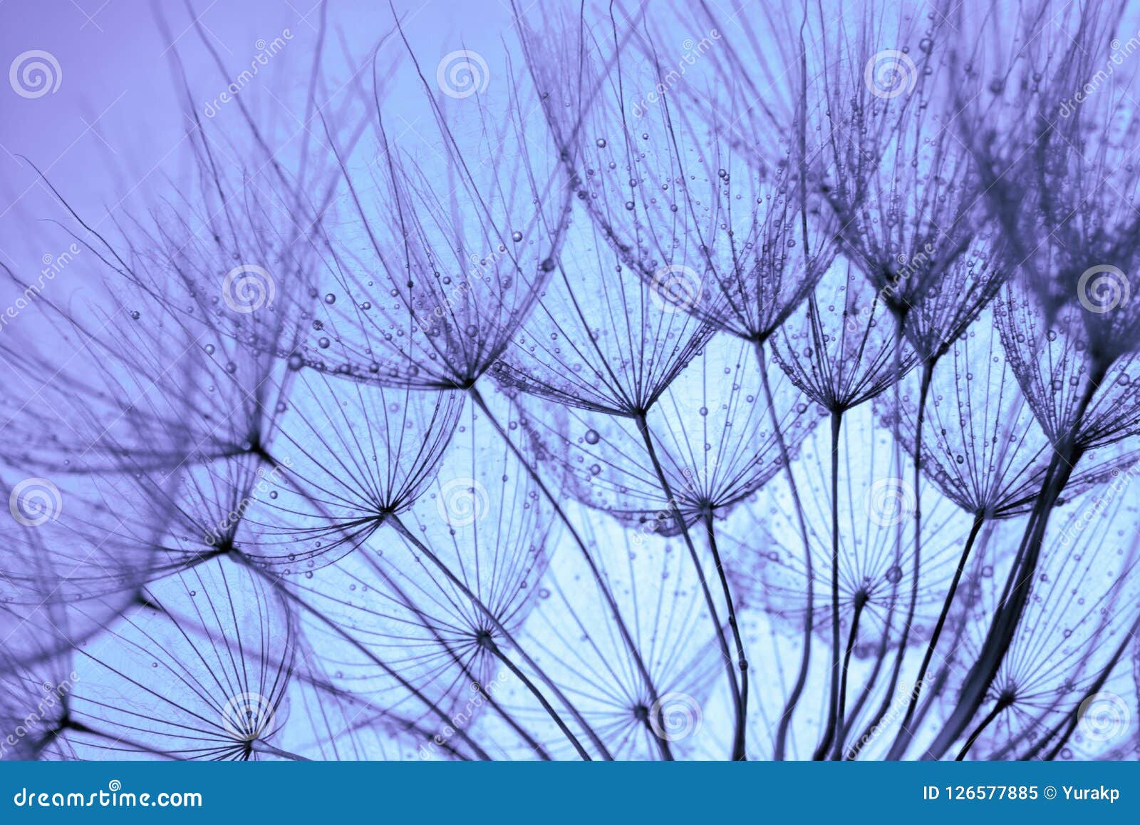 Blue dandelion background stock image. Image of summer 126577885