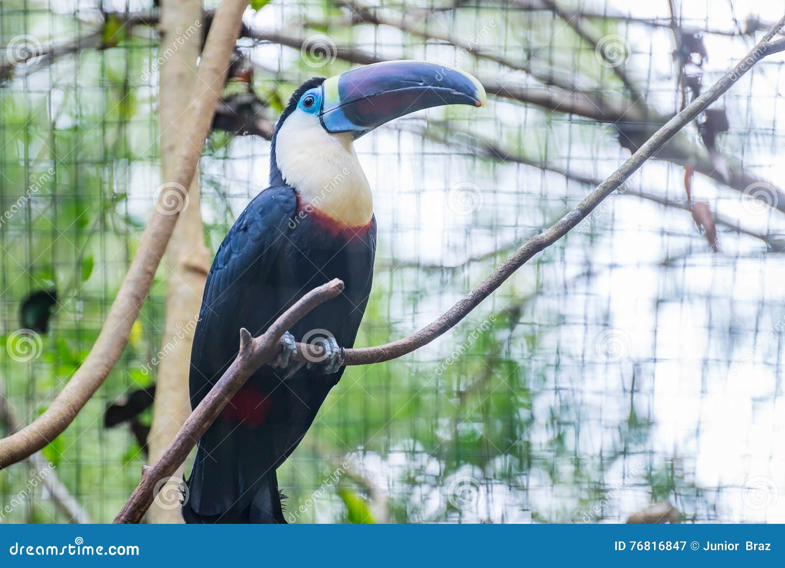 blue toucan blue toucan