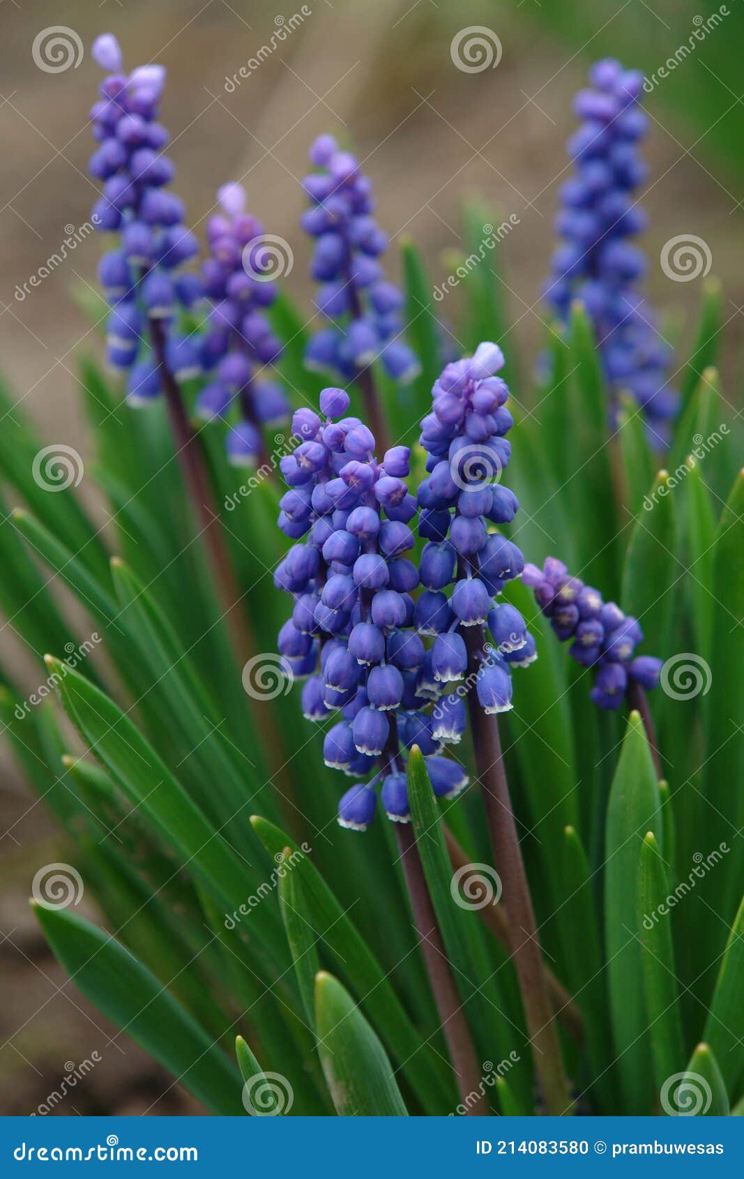 a close up of blue flowers of armenian grape hyacinth muscari armeniacum
