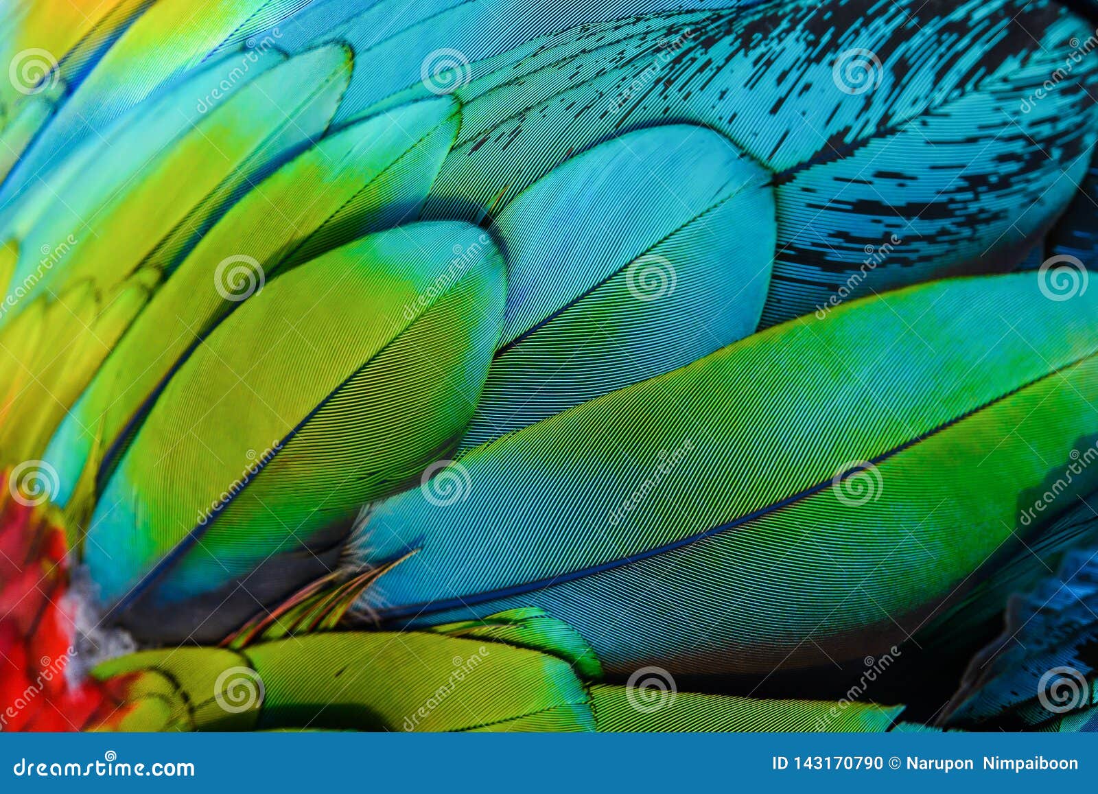 The Great Of Close Up Of Blue And Gold Macaw Bird Feathers With