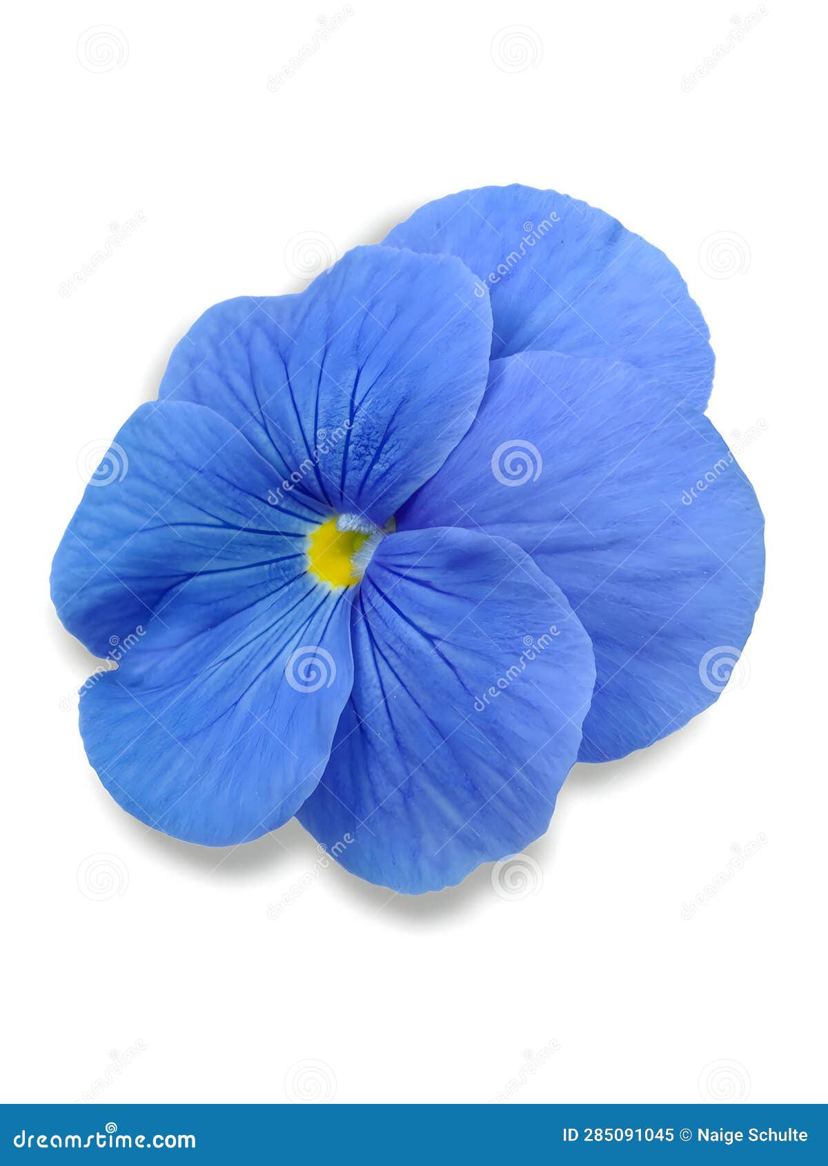 Close Up of Blue Pansy Flower Isolated on White Background. Stock Image