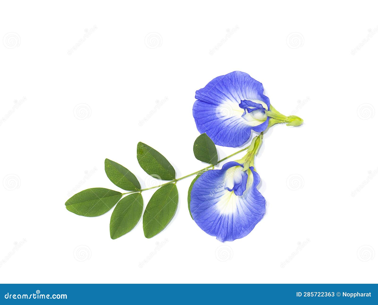 Close Up Blue Pea, Butterfly Pea Flower on White Background Stock Image