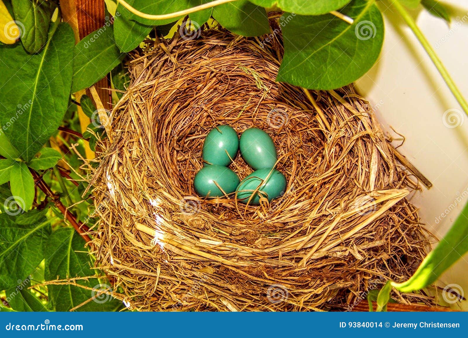 Closeup of Blue Robin Eggs in a Nest in a Tree Stock Photo Image of