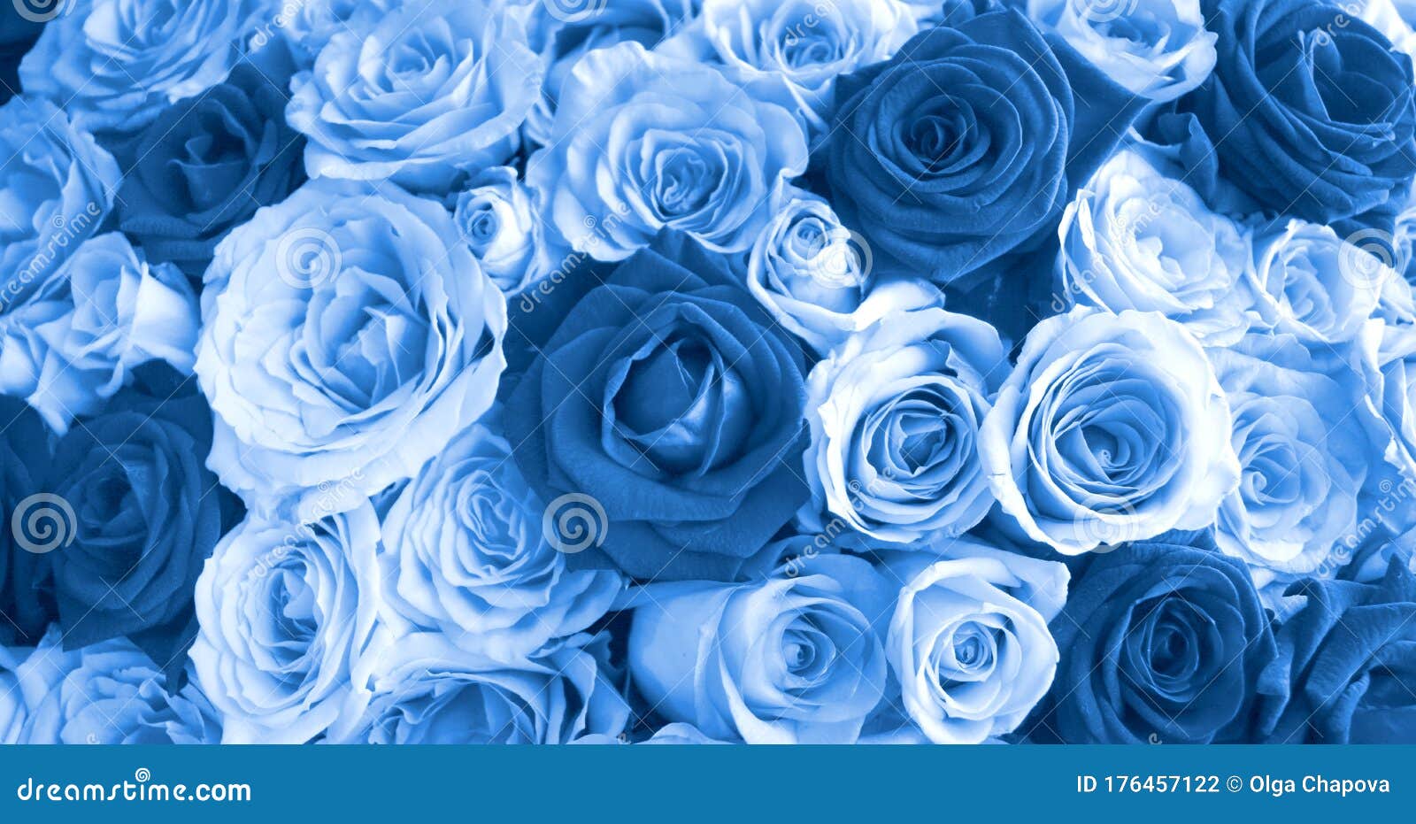 Close Up Blue Roses Background, Blooming Flower Concept Stock ...