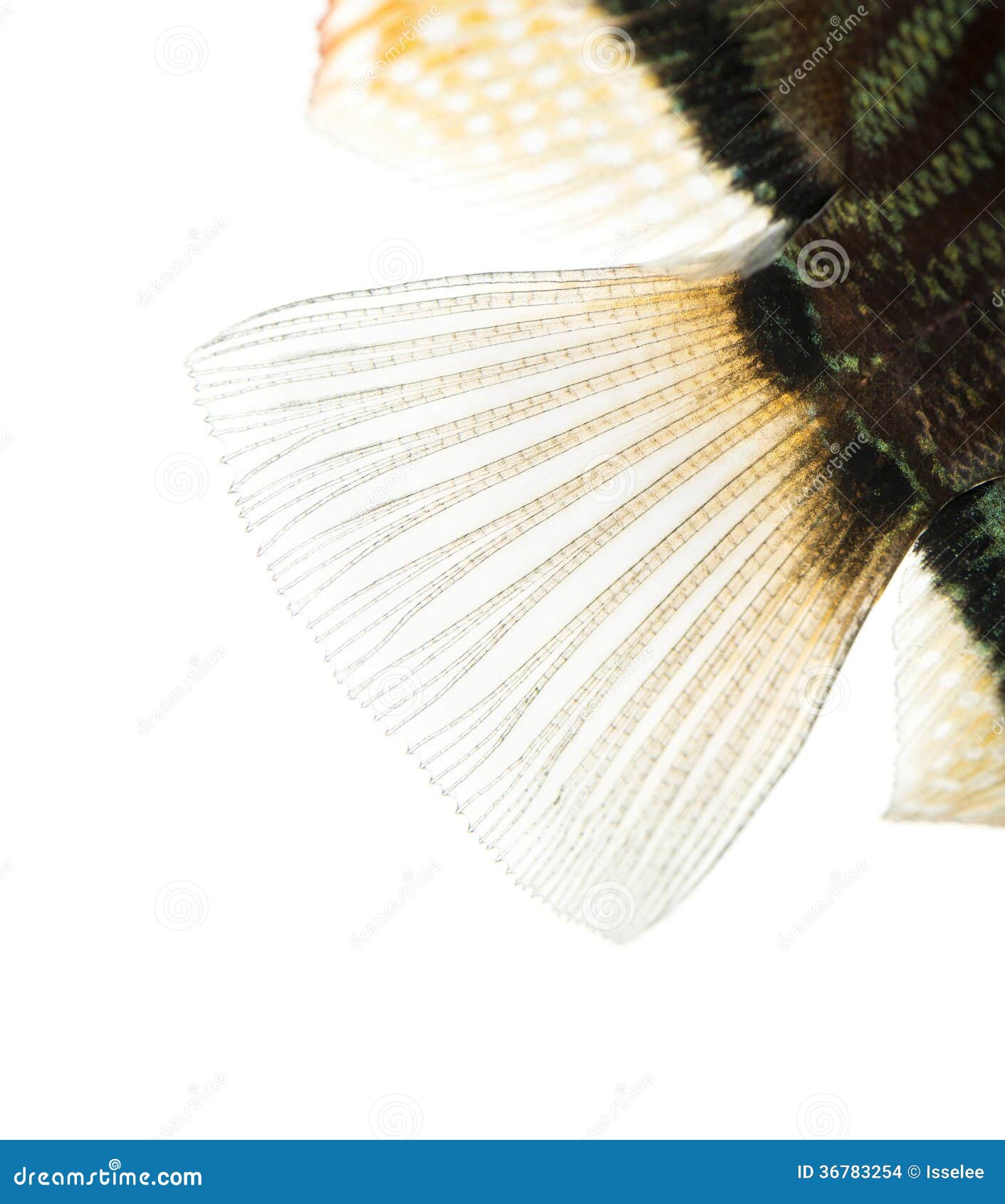 close-up of a blue snakeskin discus' caudal fin
