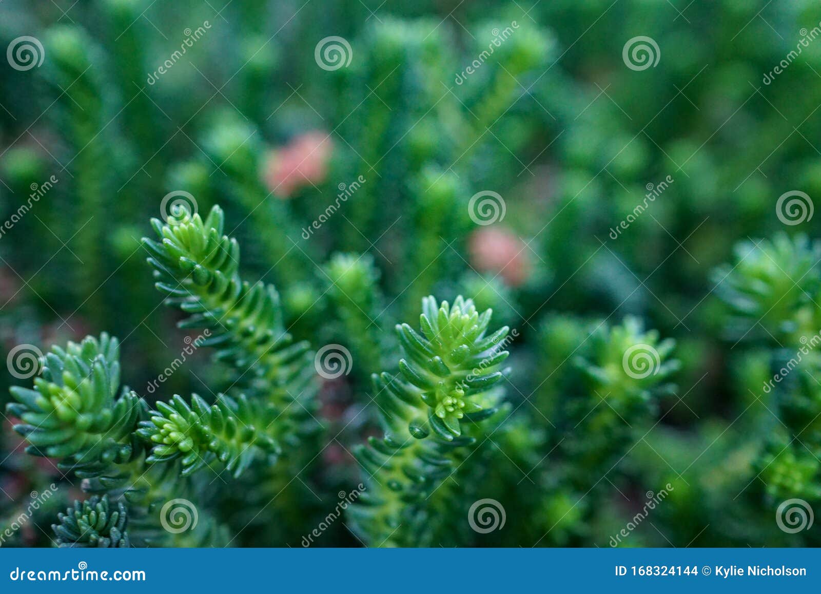 Close Up Of Blue Spruce Stonecrop Sedum Rupestre Stock Photo Image Of Growth Decorative 168324144