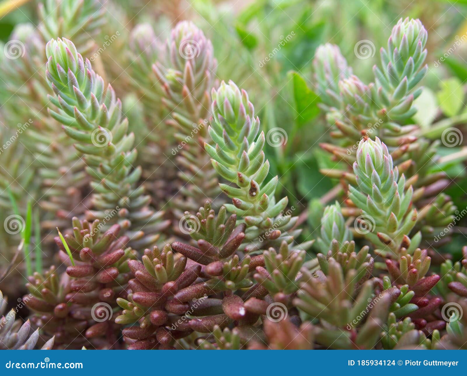 Close Up Of Blue Stonecrop In The Spring Stock Photo Image Of Green Beautiful 185934124