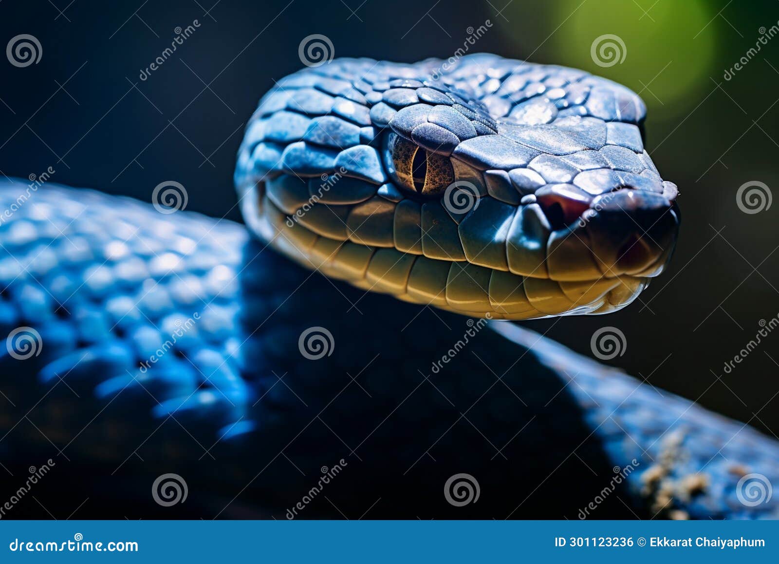 close-up of a blue venomous snake that represents crafty