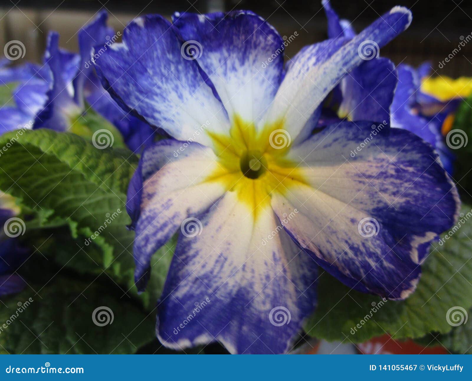 Close Up Blue-white-yellow Primrose Flower Close Up Stock Image - Image ...