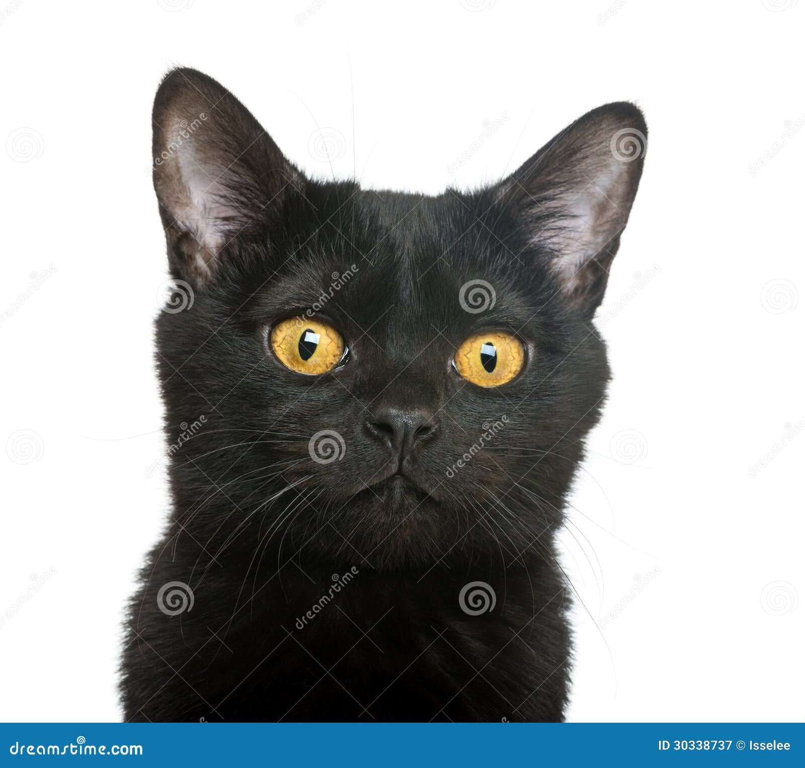 Closeup of a Bombay Kitten Stock Image Image of closeup, purebred