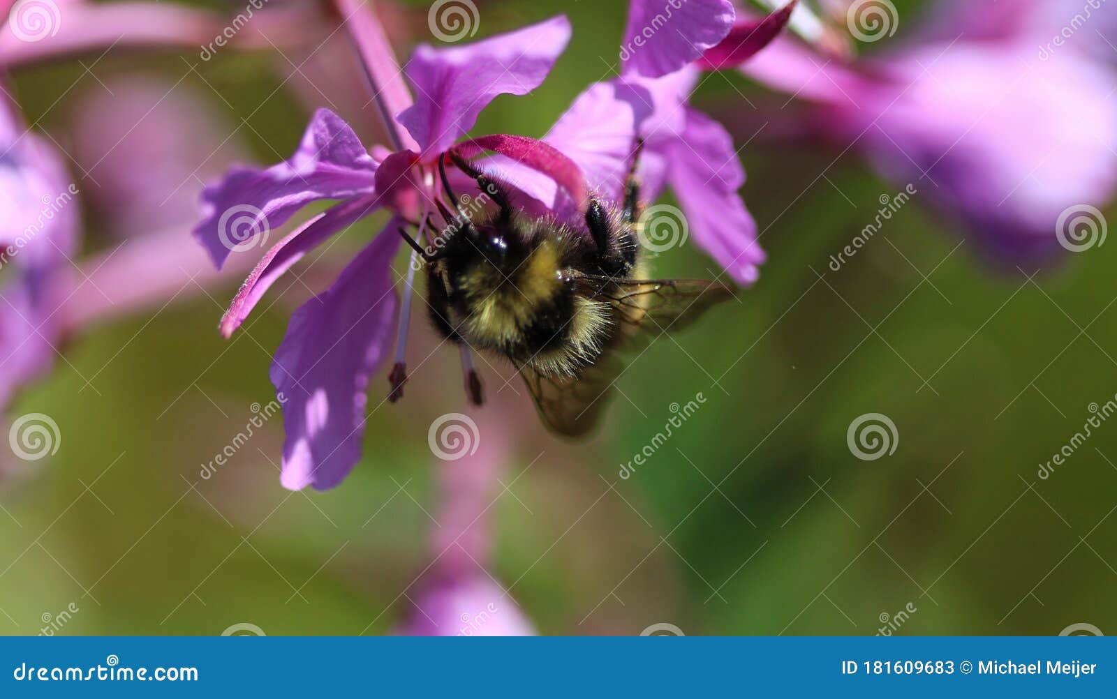 bombus campestris, a common cuckoo bumblebee