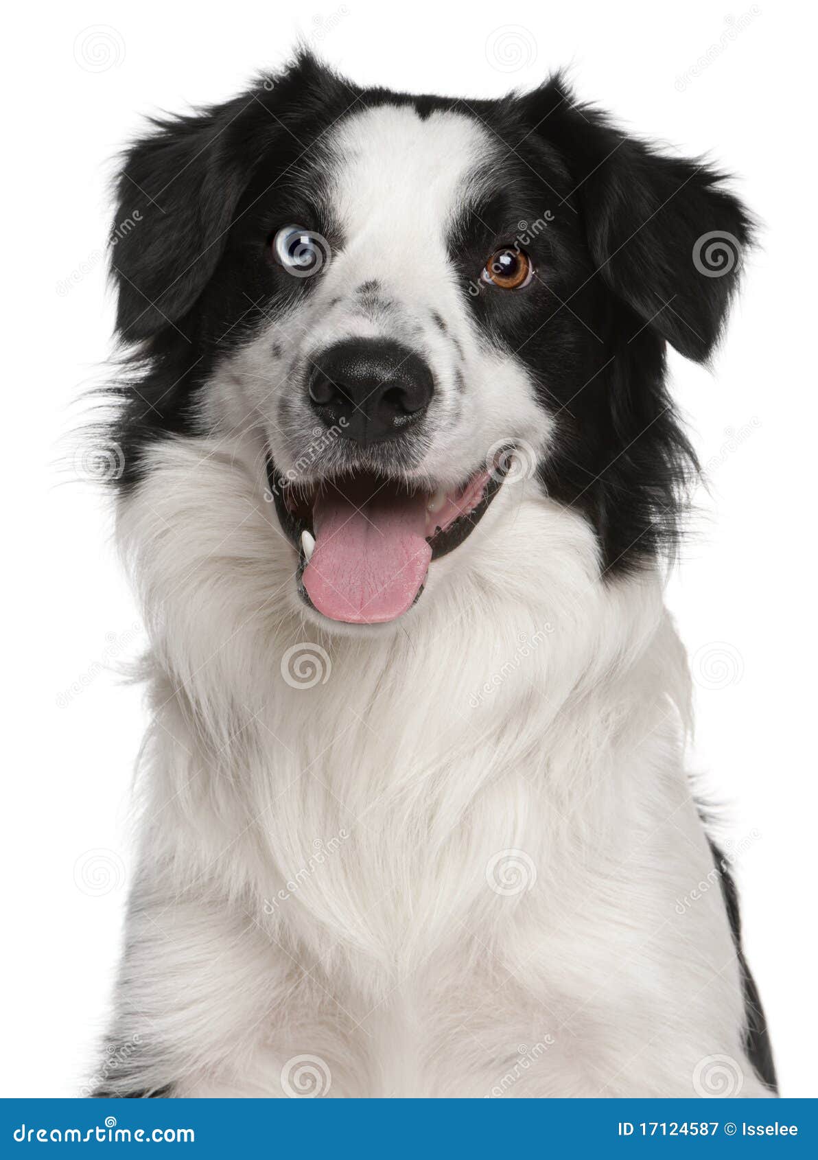 close-up of border collie, 14 months old