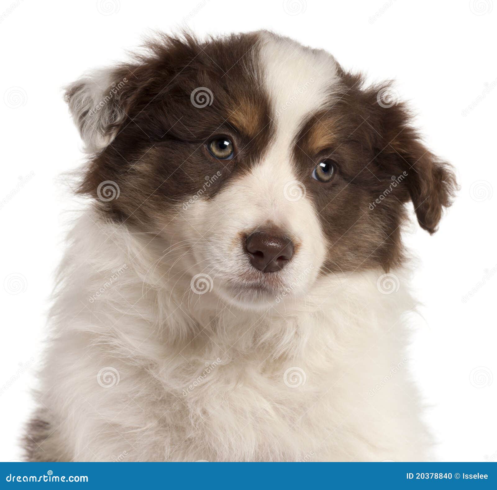 Close-up Of Border Collie Puppy, 2 Months Old Stock Photo ...
