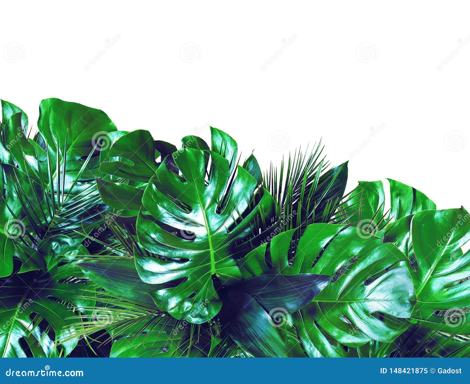 close up of bouquets of various dark green fresh tropical leaves on white background