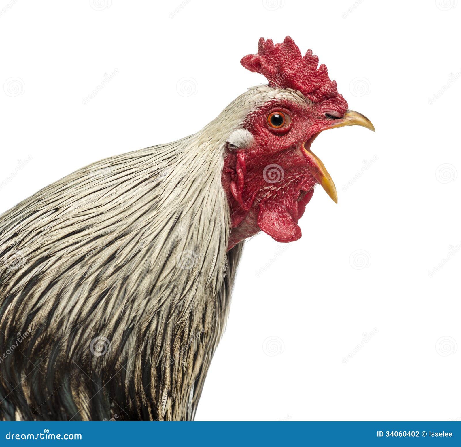 close up of a brahma rooster crowing, 