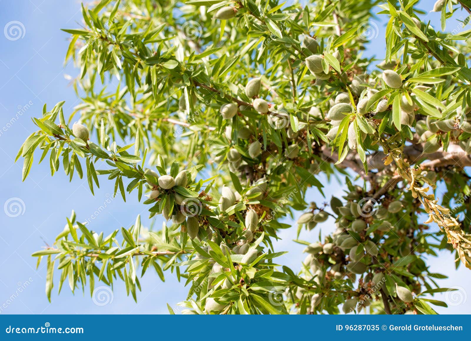 close-up of a branch of an almond tree with green almonds against a blue sky.