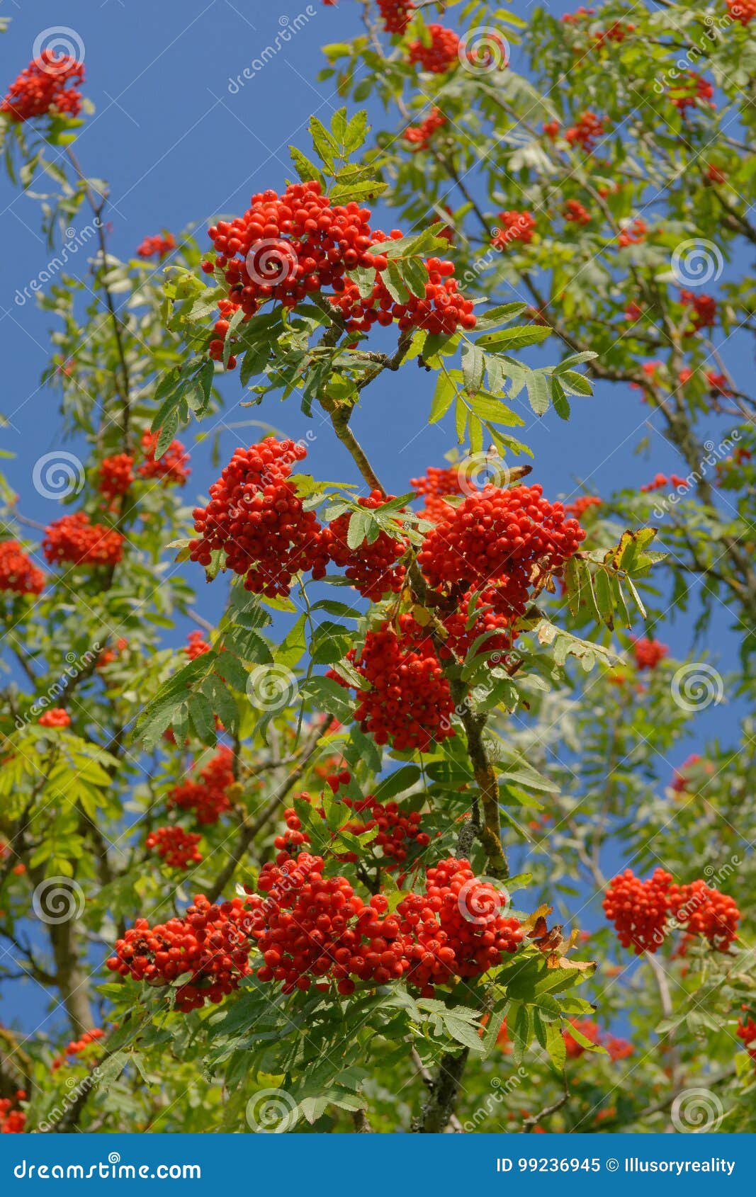 european mountain ash with berries