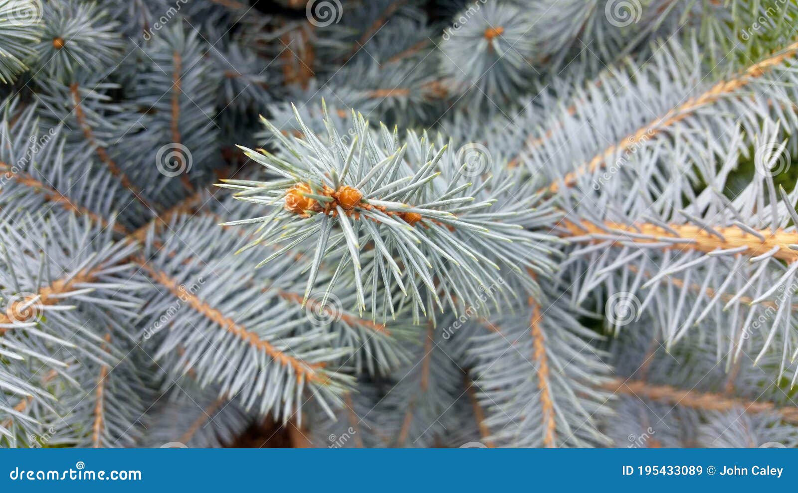 Picea pungens Edith stock Image of christmas - 195433089