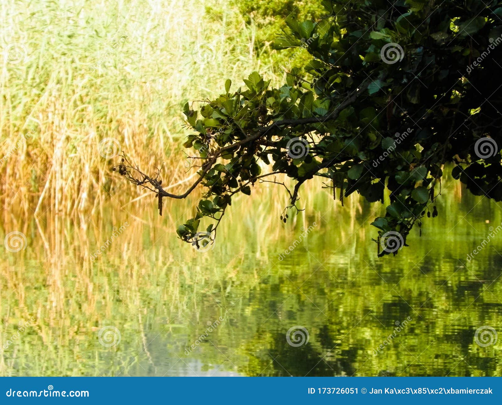 Close Up of Branch and Pond Water As Nature Background Stock Image ...