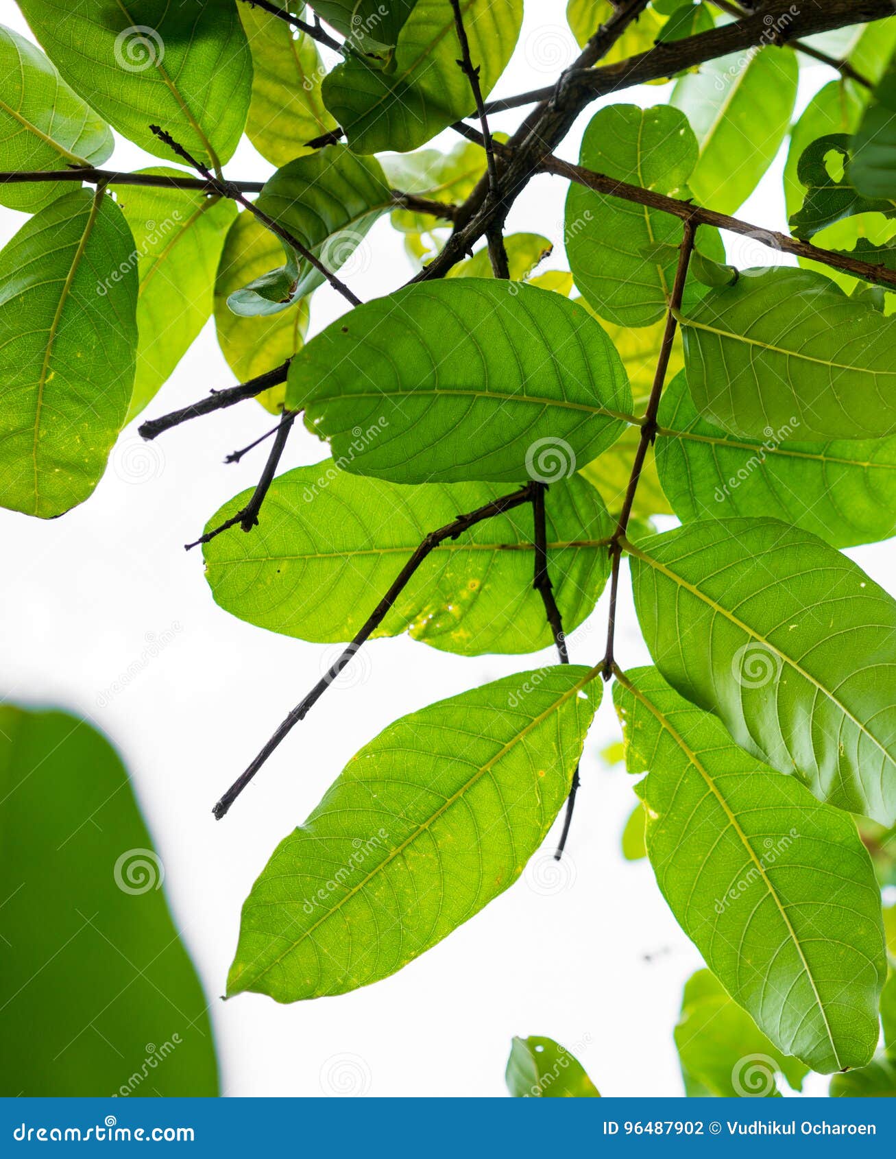 Close Up Branches and Bright Green Leaves from Low Angle on Sunny Day