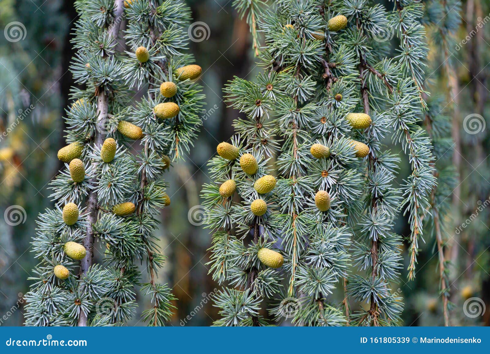 close-up of branches and cones of majestic weeping blue atlas cedar cedrus atlantica glauca pendula