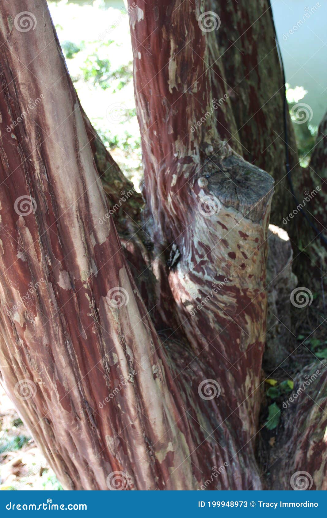 close up of the branching trunk of a japanese crepe myrtle tree with rust and cream colored bark
