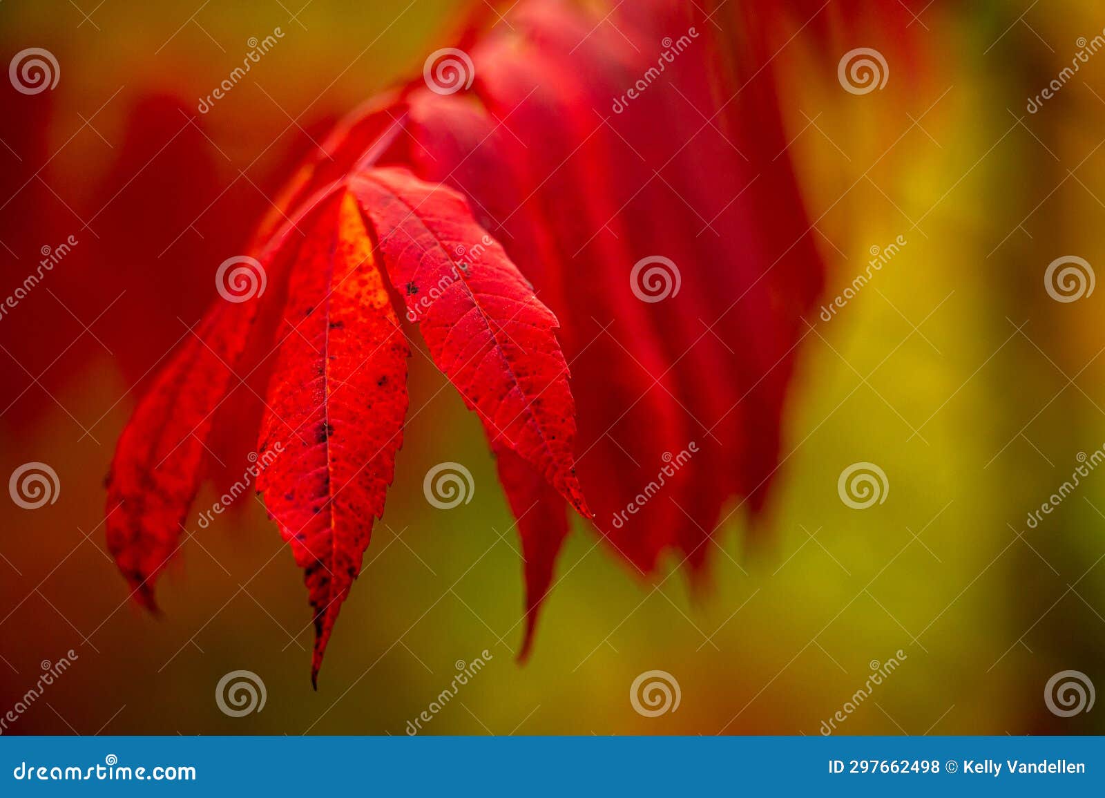 Close Up of Bright Red Sumac Leaves in Fall Stock Photo Image of fall