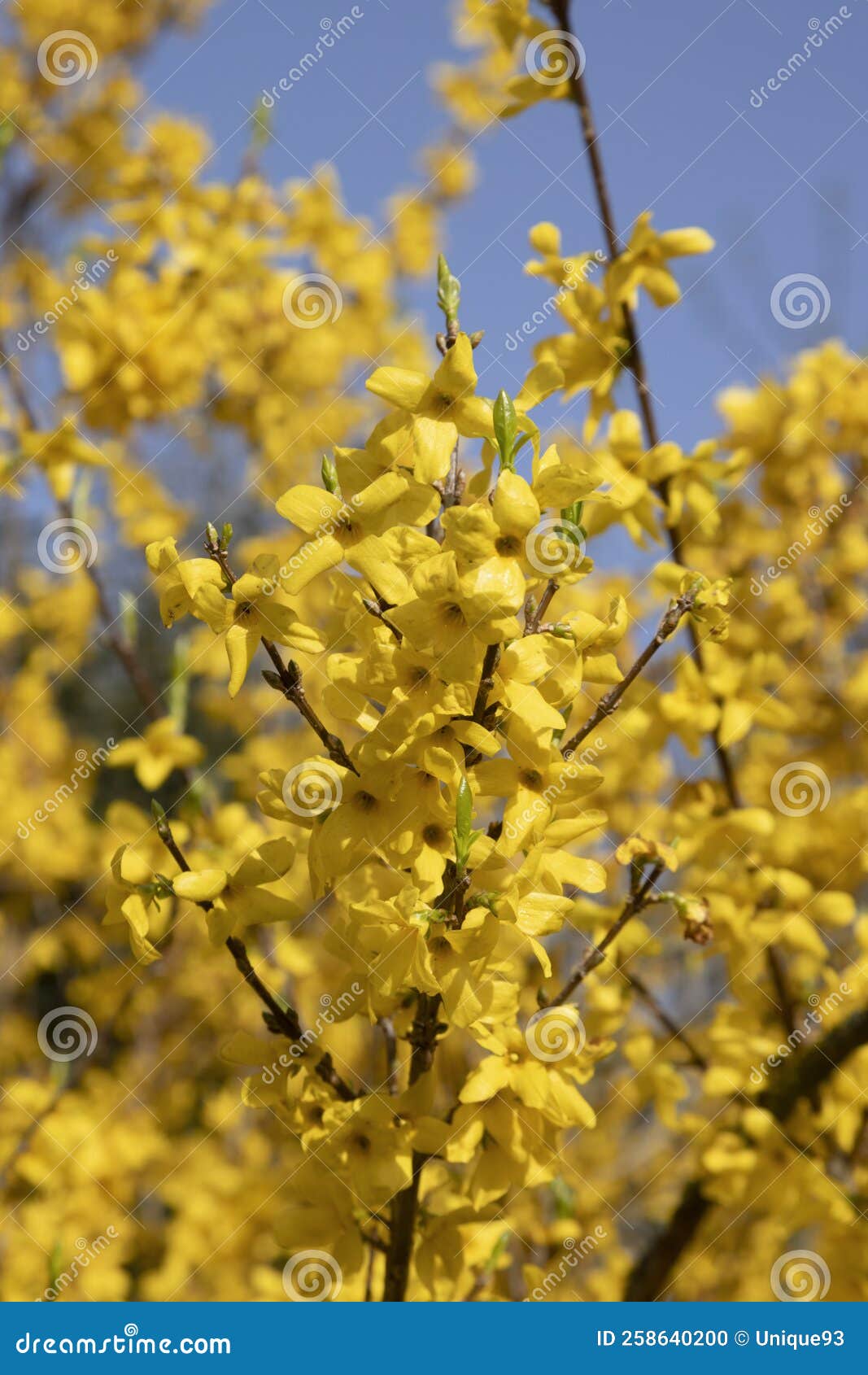 close-up of a bright yellow forsythia bloom