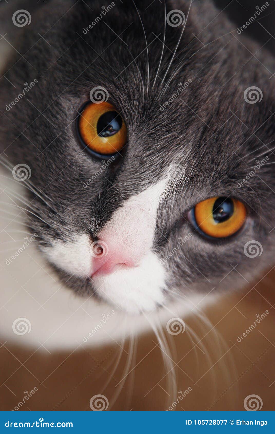 close-up of british shorthair cat, close up. vertical image.