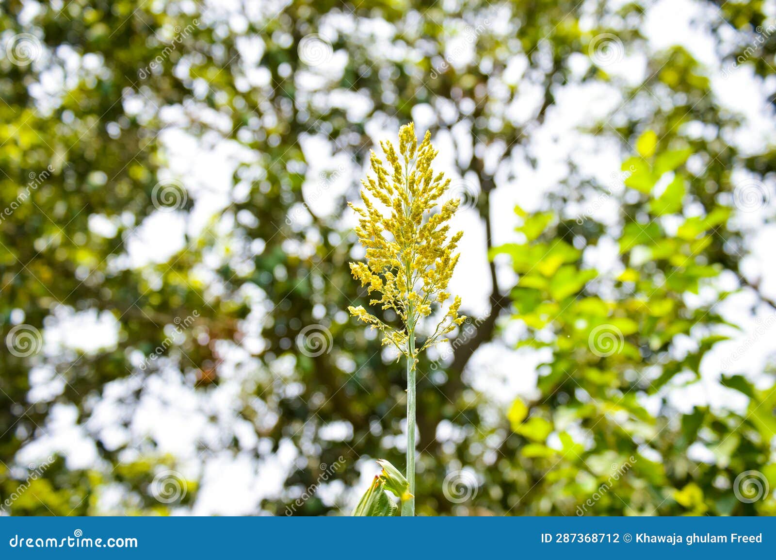 Close Up of the Broom Corn. Broom Corn. Field of Millet. with