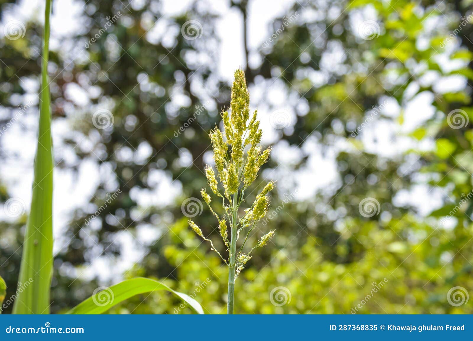 Close Up of the Broom Corn. Broom Corn. Field of Millet. with