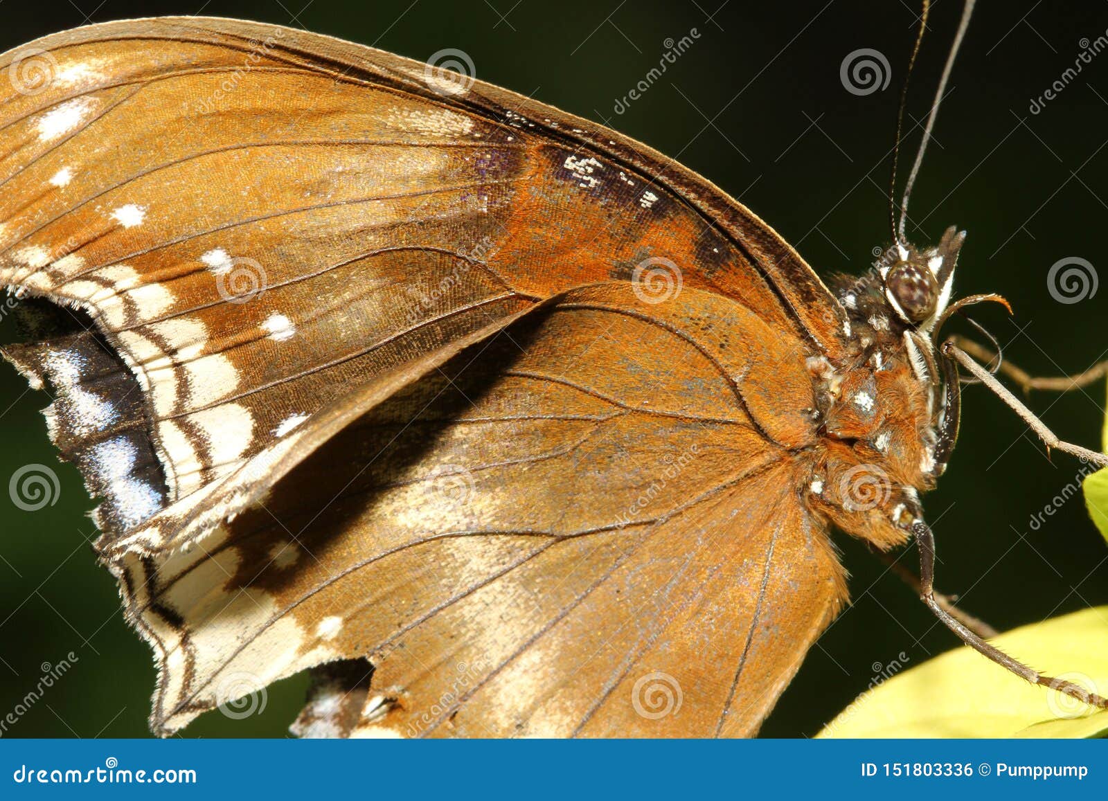 Close Up Brown Butterfly Stock Photo Image Of Insect 151803336