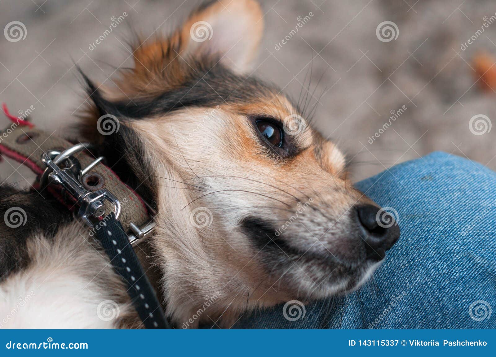 A Good Dog Gets Down On His Knees Close Up of Brown Cute Dog on Man Knees Looking into Distance Stock
