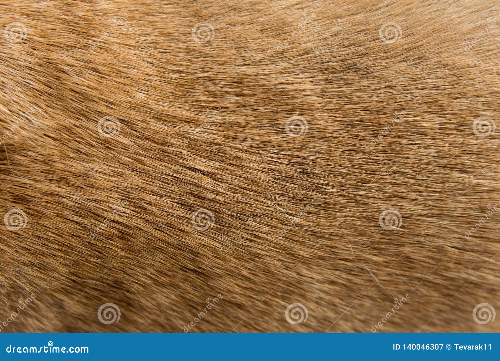 Close Up Brown Dog Fur Background Stock Image Image of closeup, brown