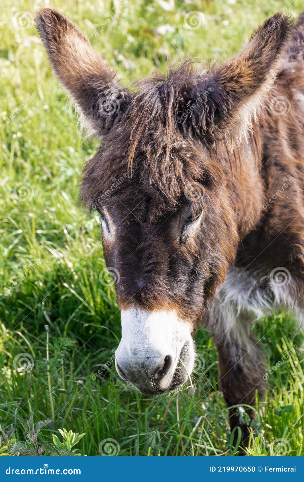 close-up of a brown donkey in the green meadows of asturias