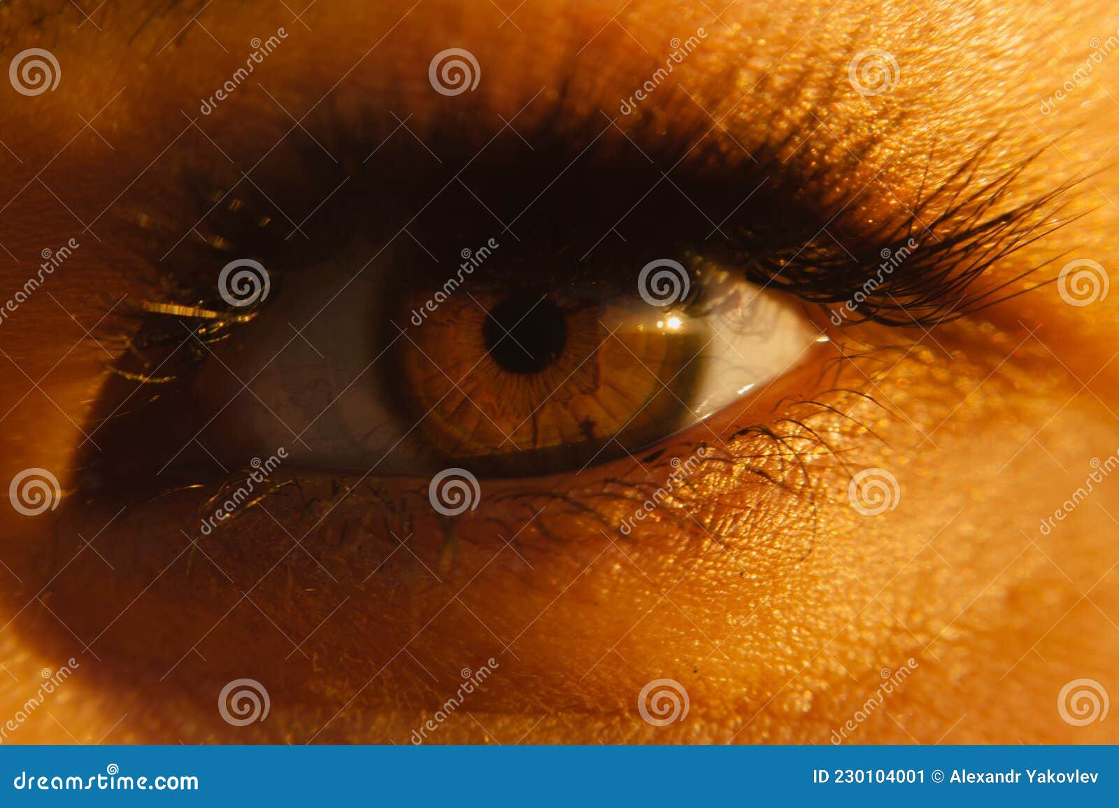 Closeup Brown Eye Illuminated by the Setting Sun. Stock Image Image
