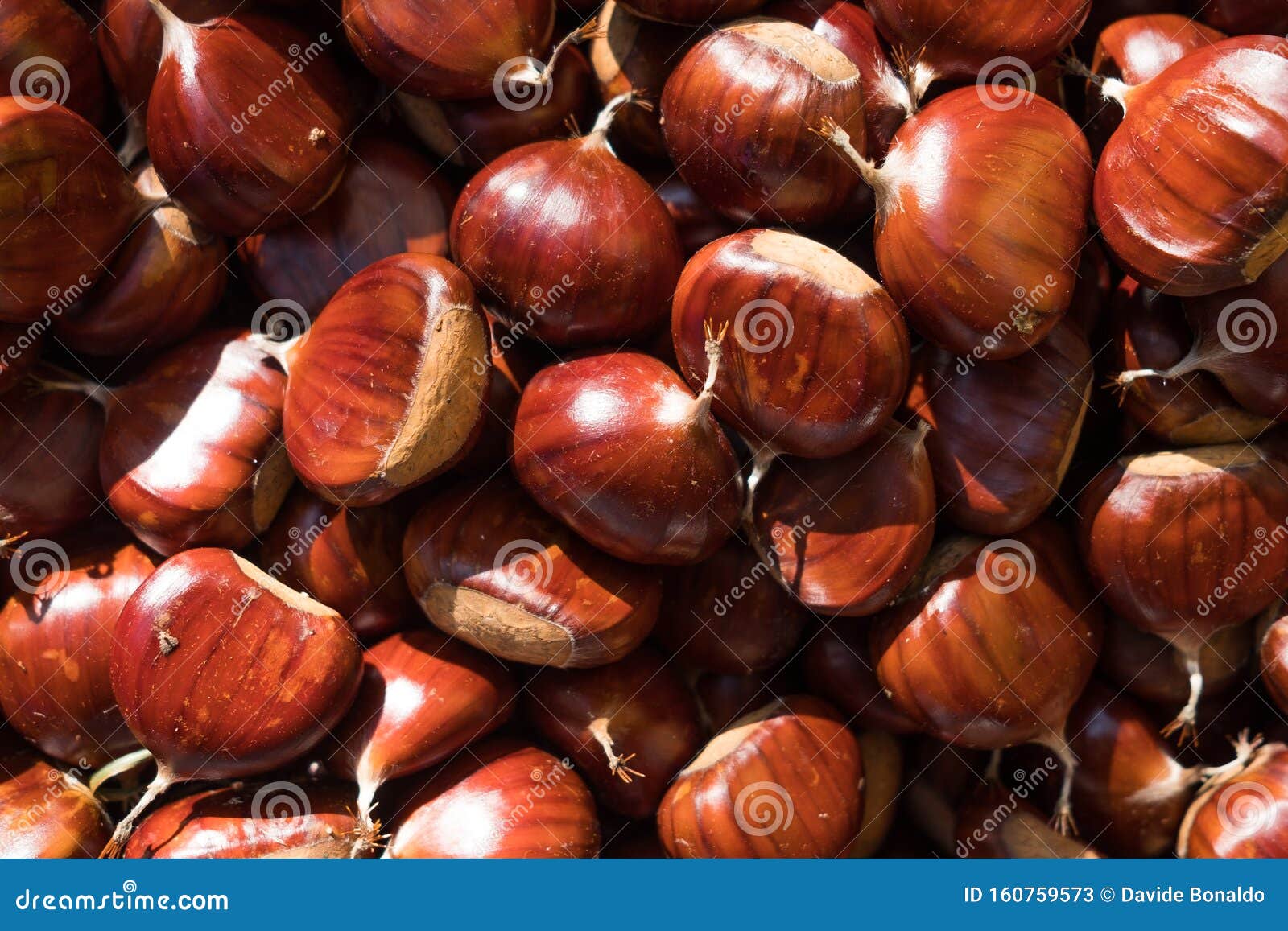 close up of brown fresh chestnuts in a basket during autumn harvest, whole fresh and seasonal food for a healthy diet