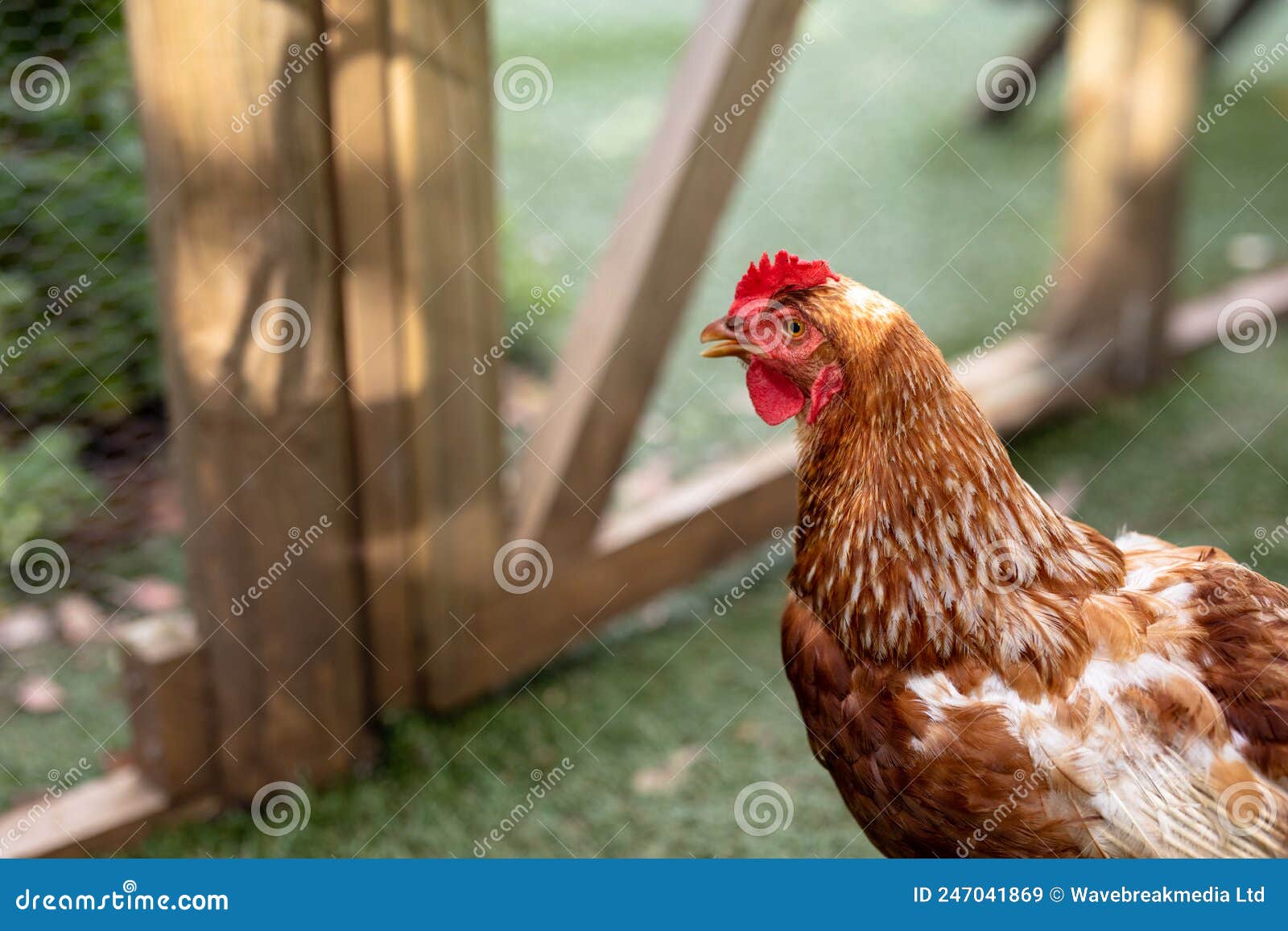 Close-up of Brown Hen with Red Crest in Cage at Poultry Farm Stock Image -  Image of unaltered, closeup: 247041869