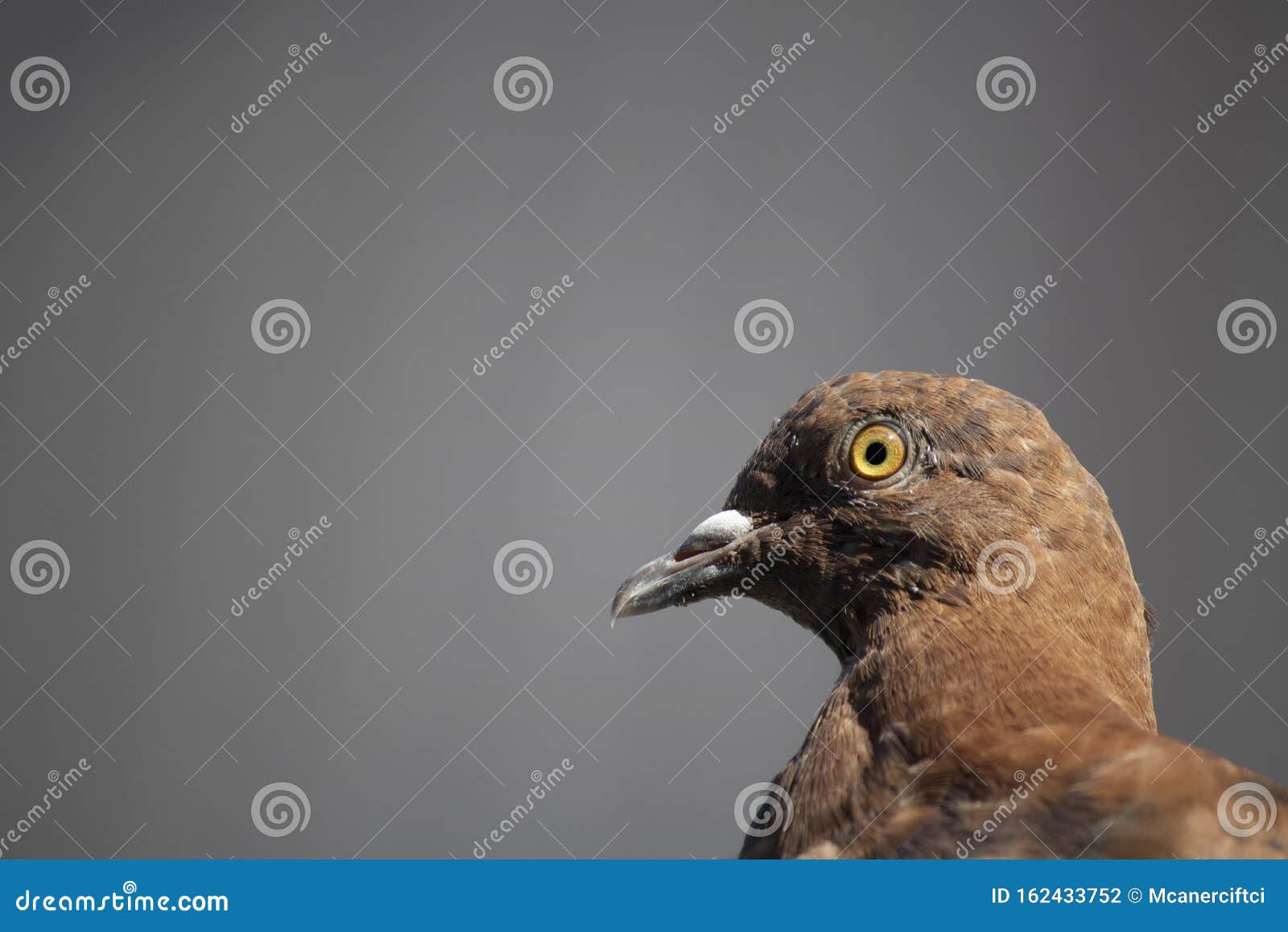 close-up of a brown pigeon. filmed while standing on metal sheet