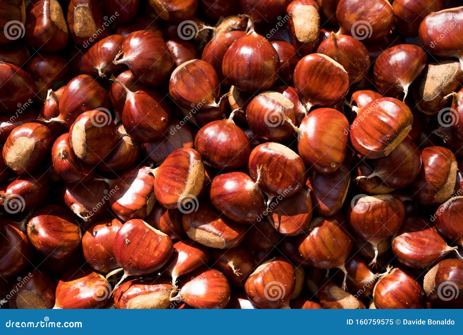 close up of brown ripe chestnuts in a basket during autumn harvest, whole fresh and seasonal food for a healthy diet