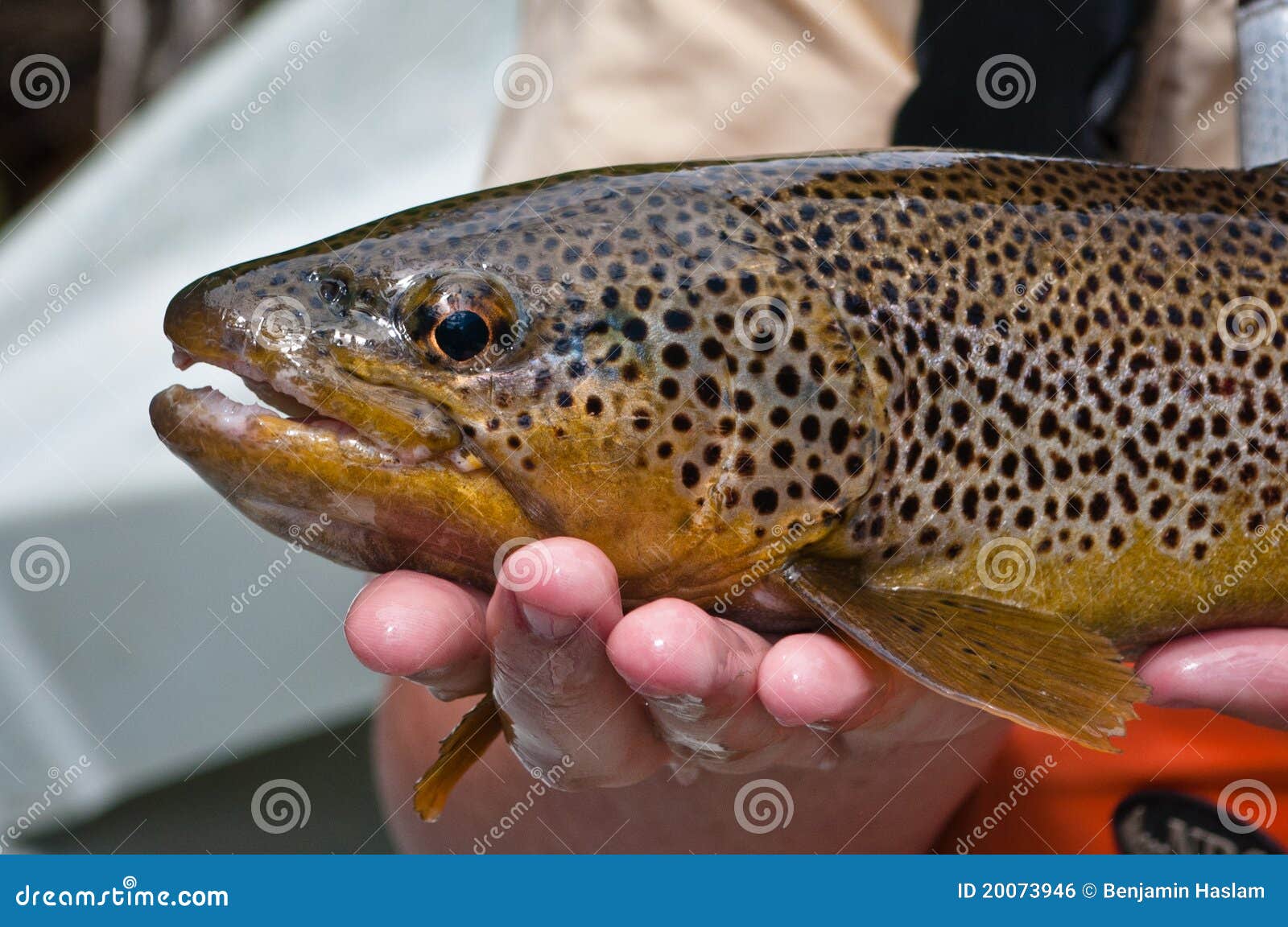 https://thumbs.dreamstime.com/z/close-up-brown-trout-being-caught-20073946.jpg