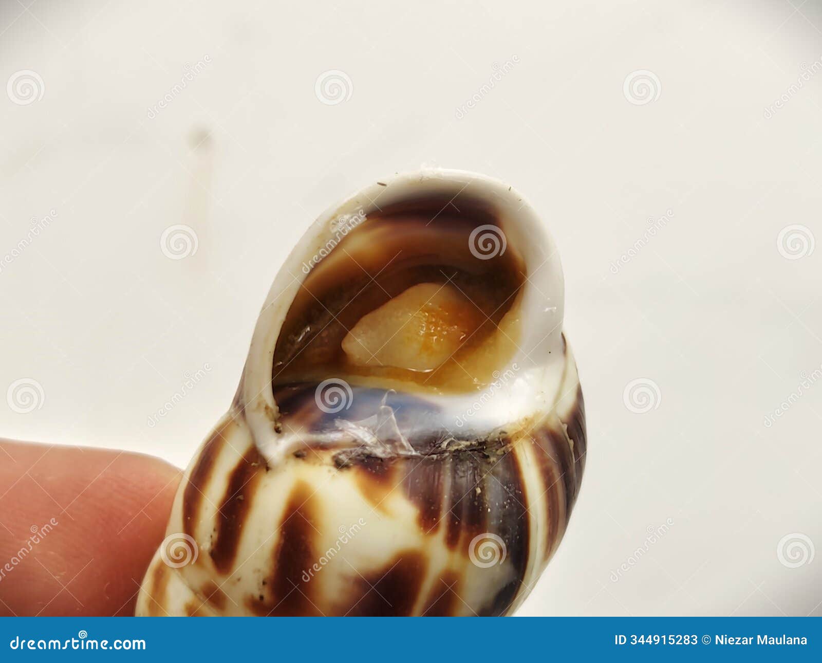 close-up of a brown and white land snail partially emerging from its shell, placed on a smooth white surface.