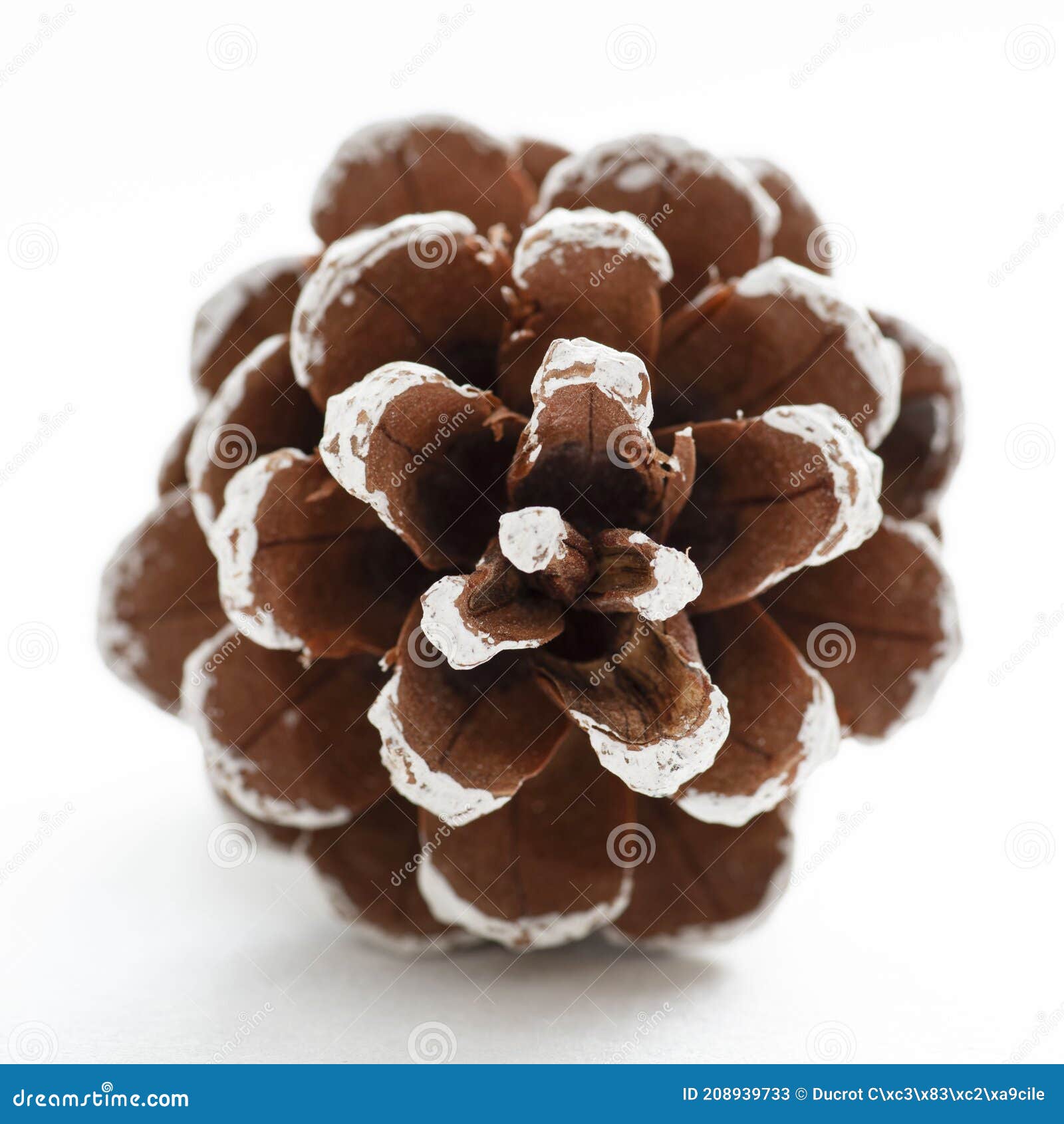Premium Photo  A growing ripe small pine cones close-up