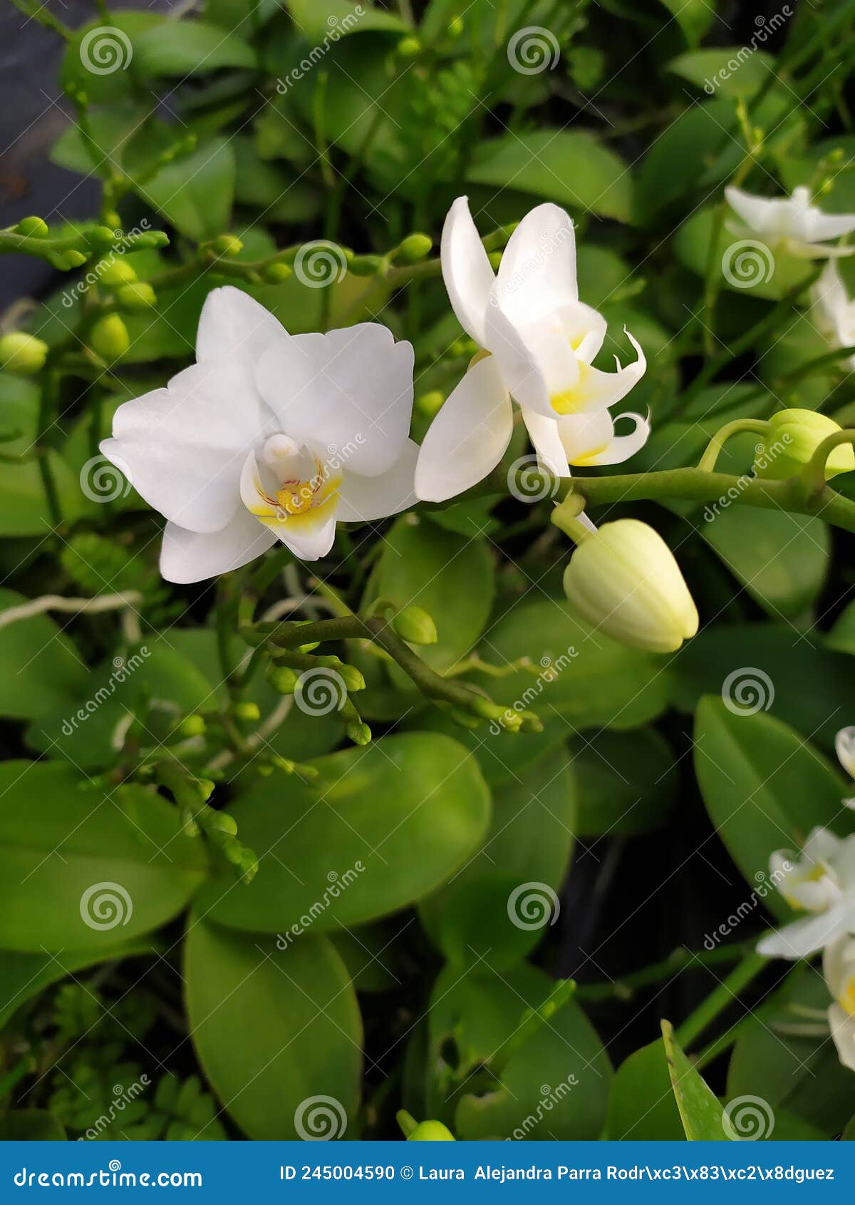 a close up of a bud and two white orchids. detalle de un capullo y de dos flores de orquÃÂ­deas blancas