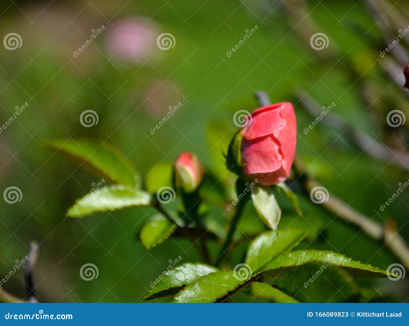 Close Up Of Budding Red Rose In Nature Stock Image Image Of Bright