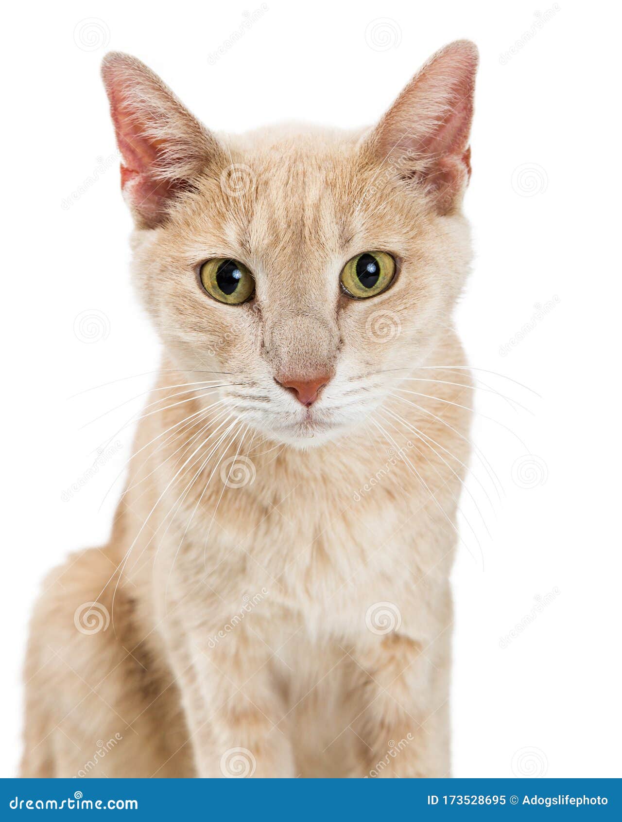 Close-up Buff Color Cat Over White Stock Image - Image of closeup,  shorthair: 173528695