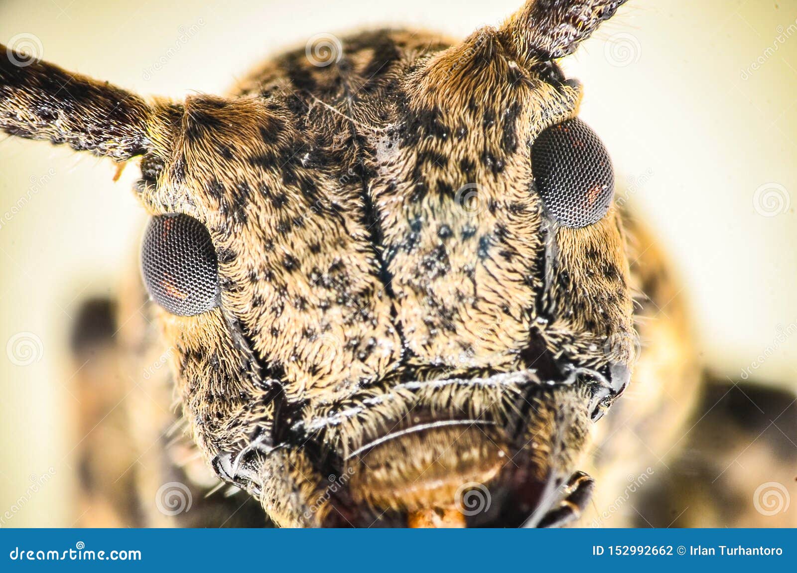 Close Up Bug Head And Eyes Stock Photo Image Of Close
