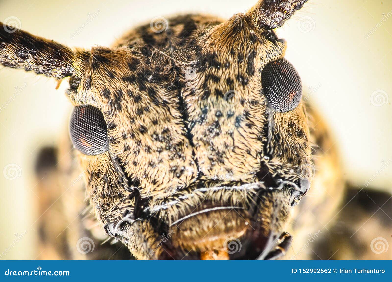 Close Up Bug Head And Eyes Stock Photo Image Of Close Close Up Bug Head And Eyes Stock Photo Image Of Close