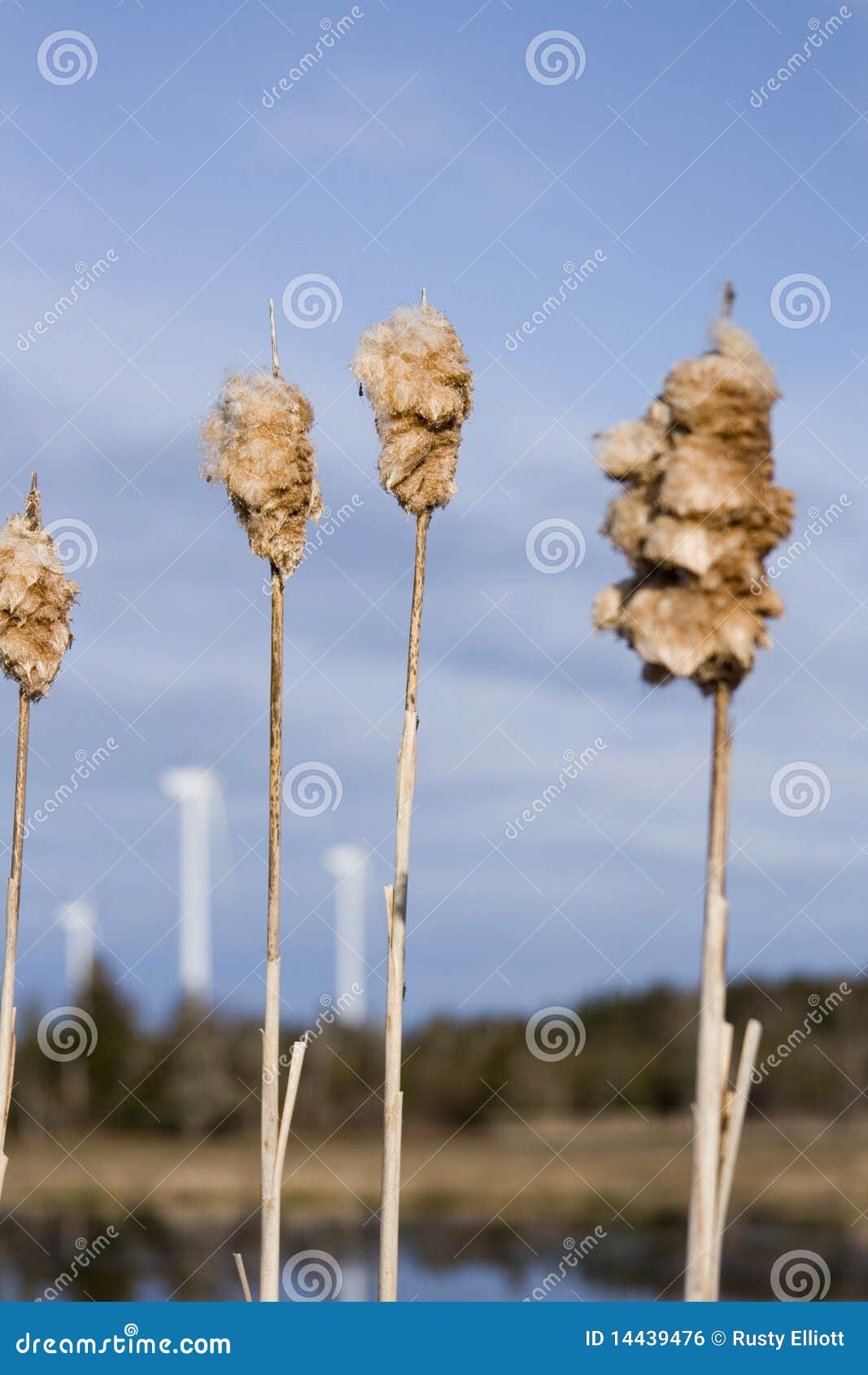 Close Up Of A Bull Rush Stock Photo Image Of Outdoor 14439476