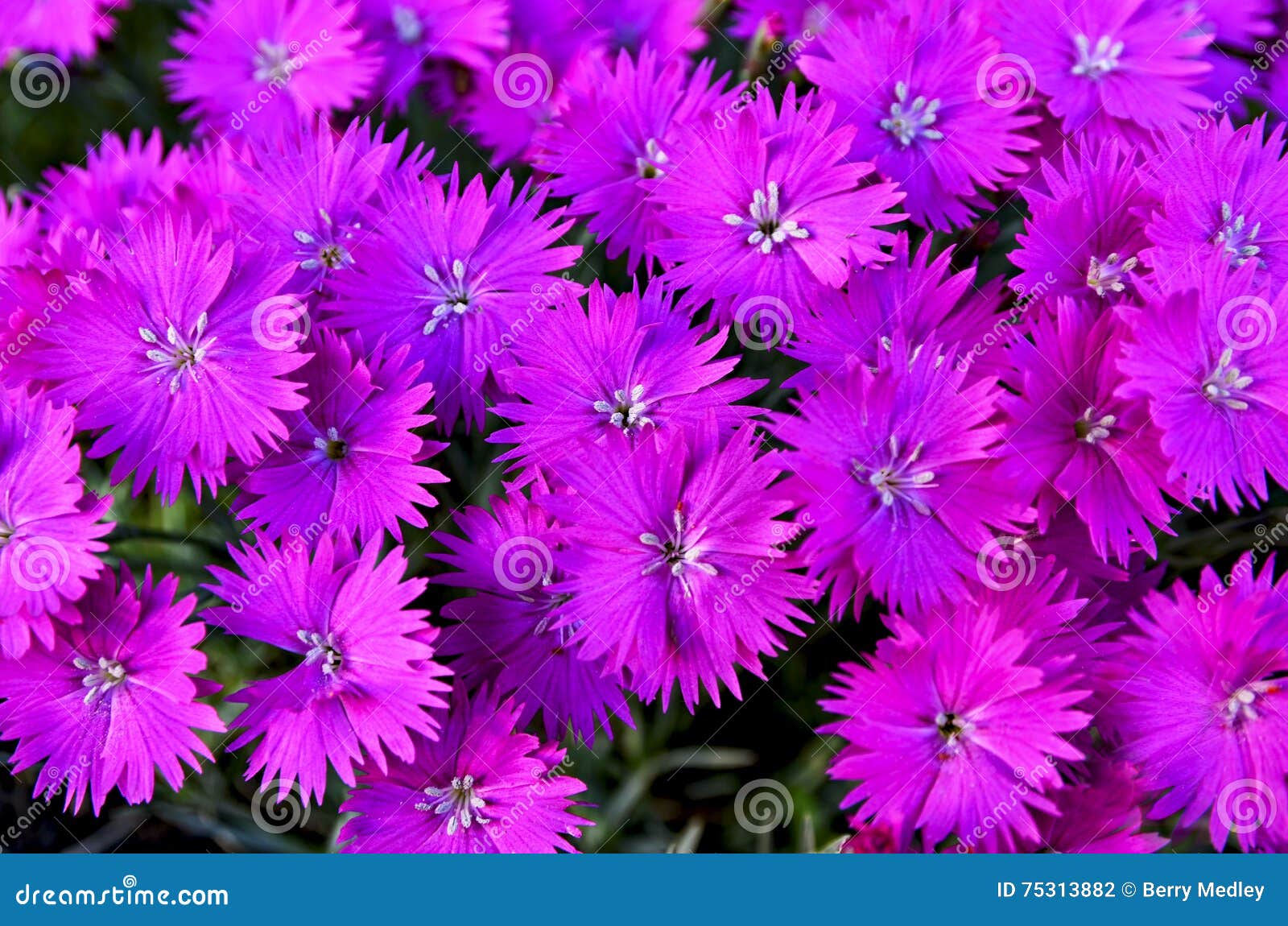 16,882 Bright Fuchsia Stock Photos - Free & Royalty-Free Stock